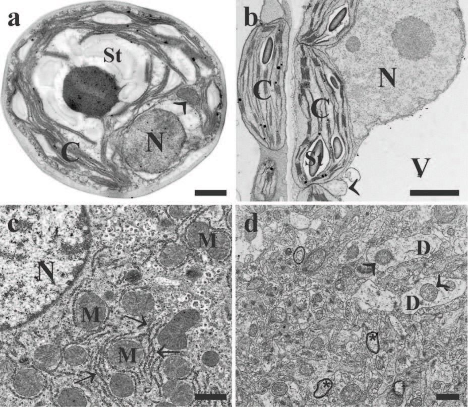 Resin Embedded Biological Samples Using STEM-HAADF Mode2